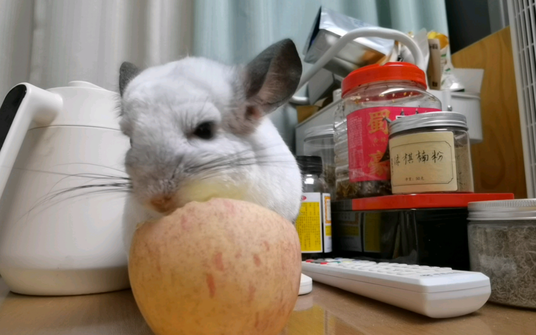 【龙猫】最近已经是散养牛了