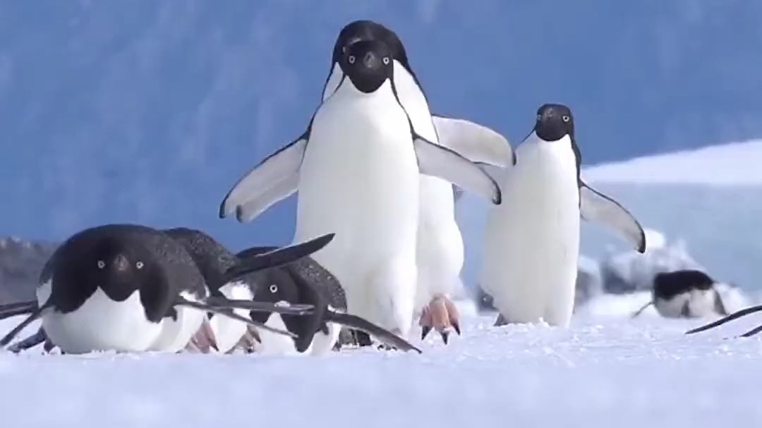 南极阿德利企鹅快乐的去捕食