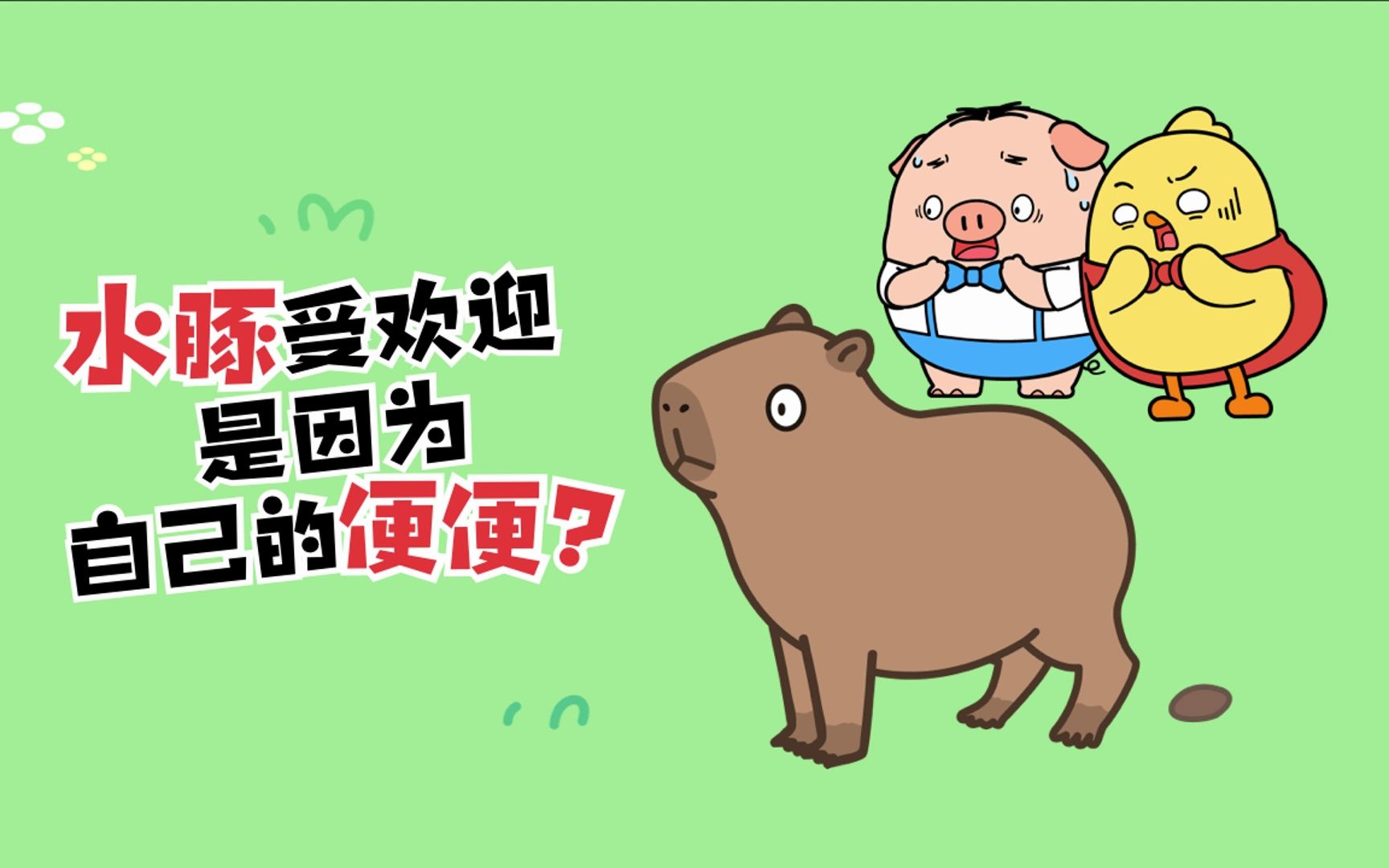 水豚受欢迎是因为自己的便便?哔哩哔哩bilibili