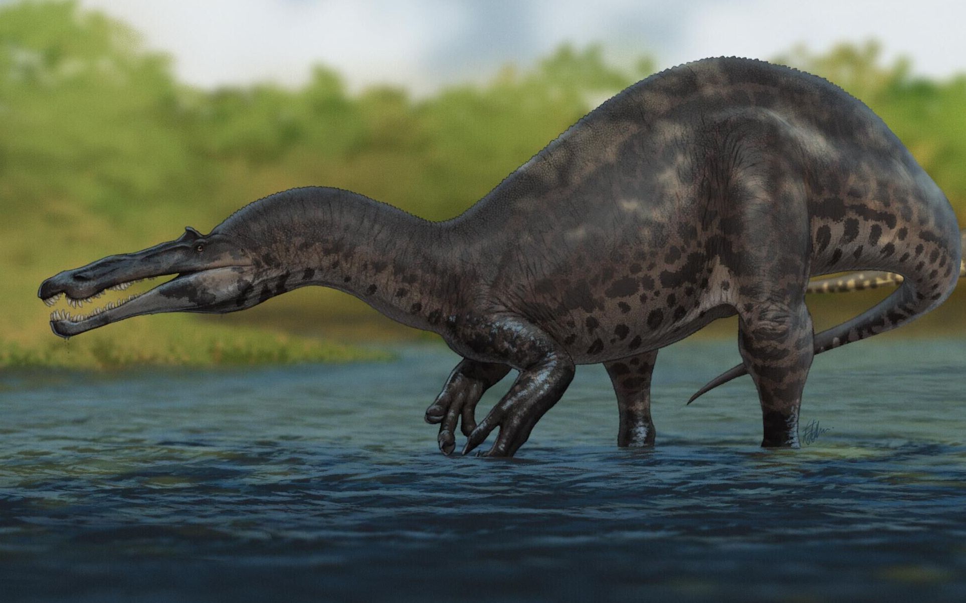 15米陆生棘龙被发现?年度最大乌龙事件