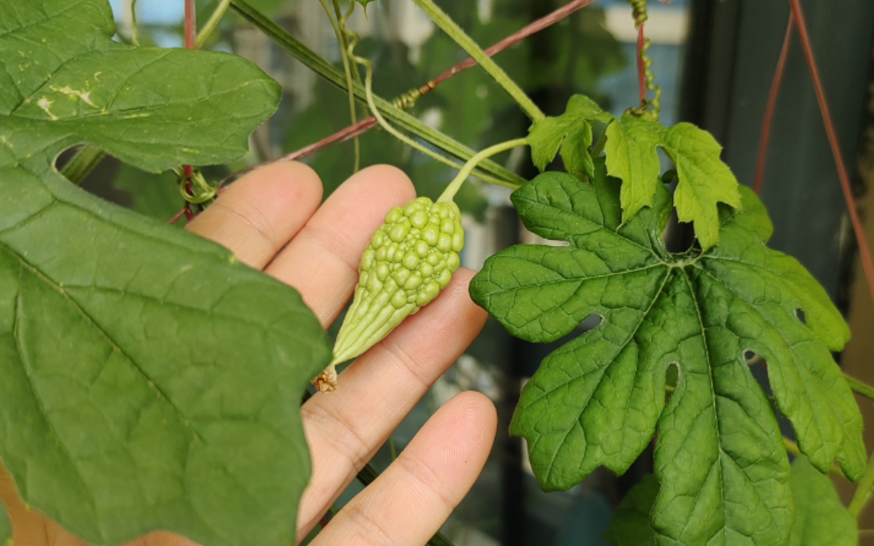 假花农的日常5 | 种了2个月的苦瓜开始结果了!