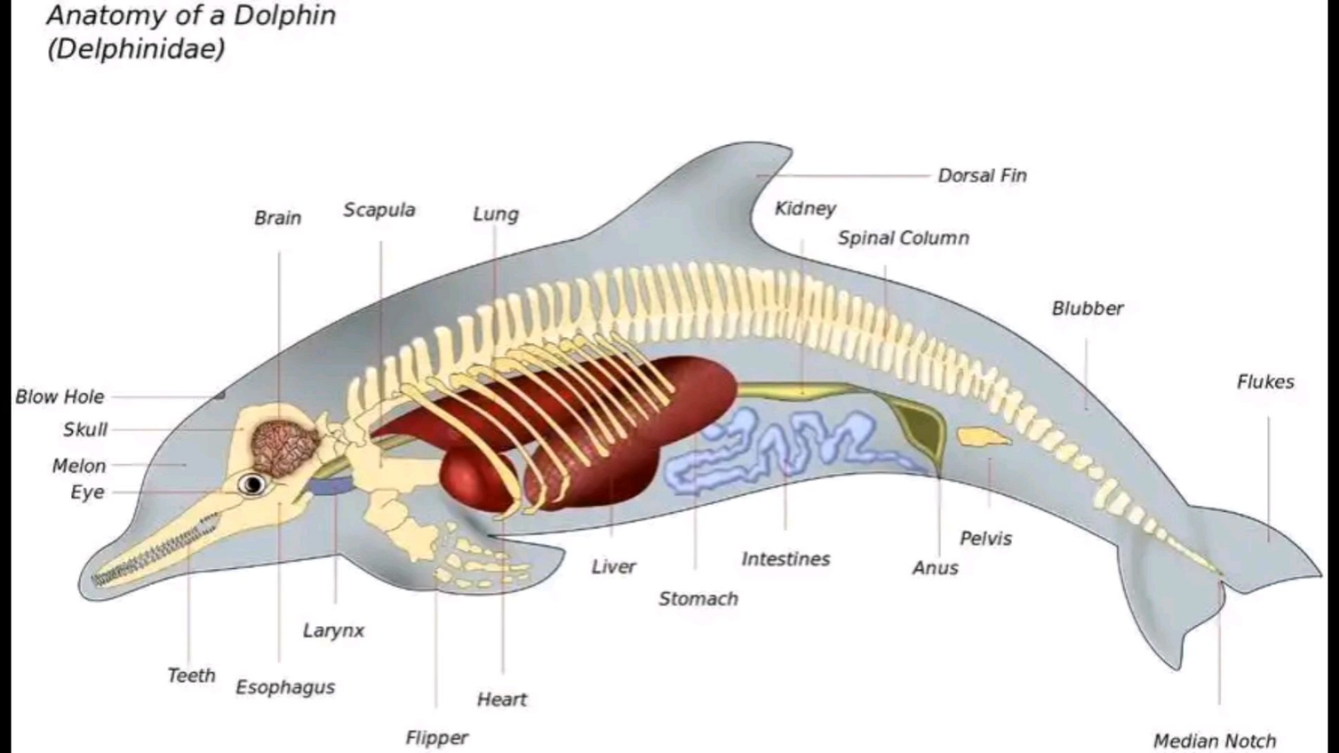 海豚的身体结构