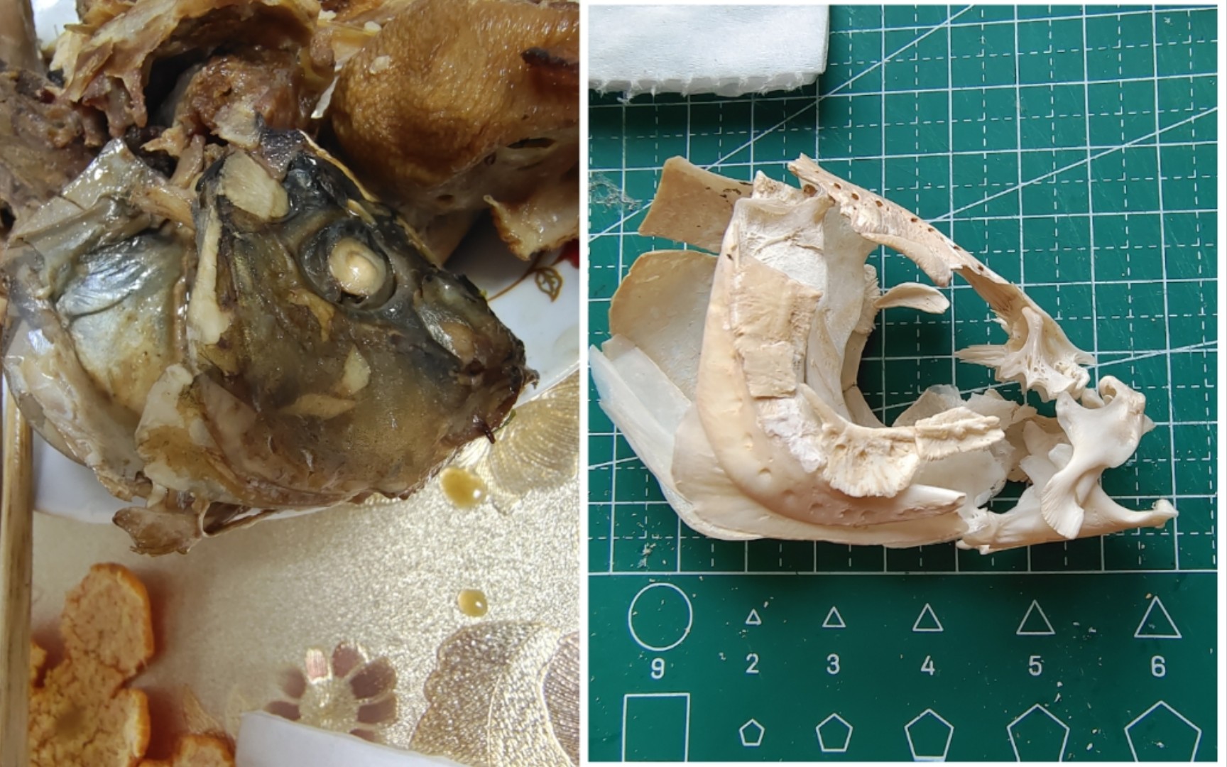 【记录】第一次拼鲤鱼头骨