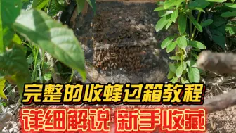 Descargar video: 这样过箱的蜜蜂情绪很稳定，不易发生飞逃，防逃片都可以不要。