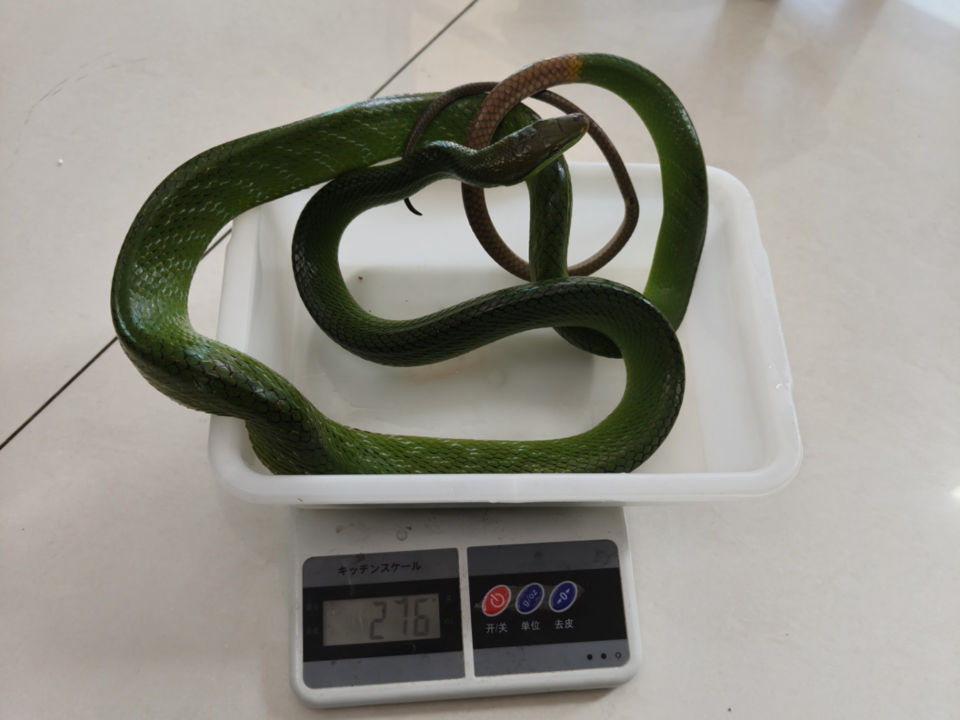 开箱一条亚成母ch红尾树栖锦蛇