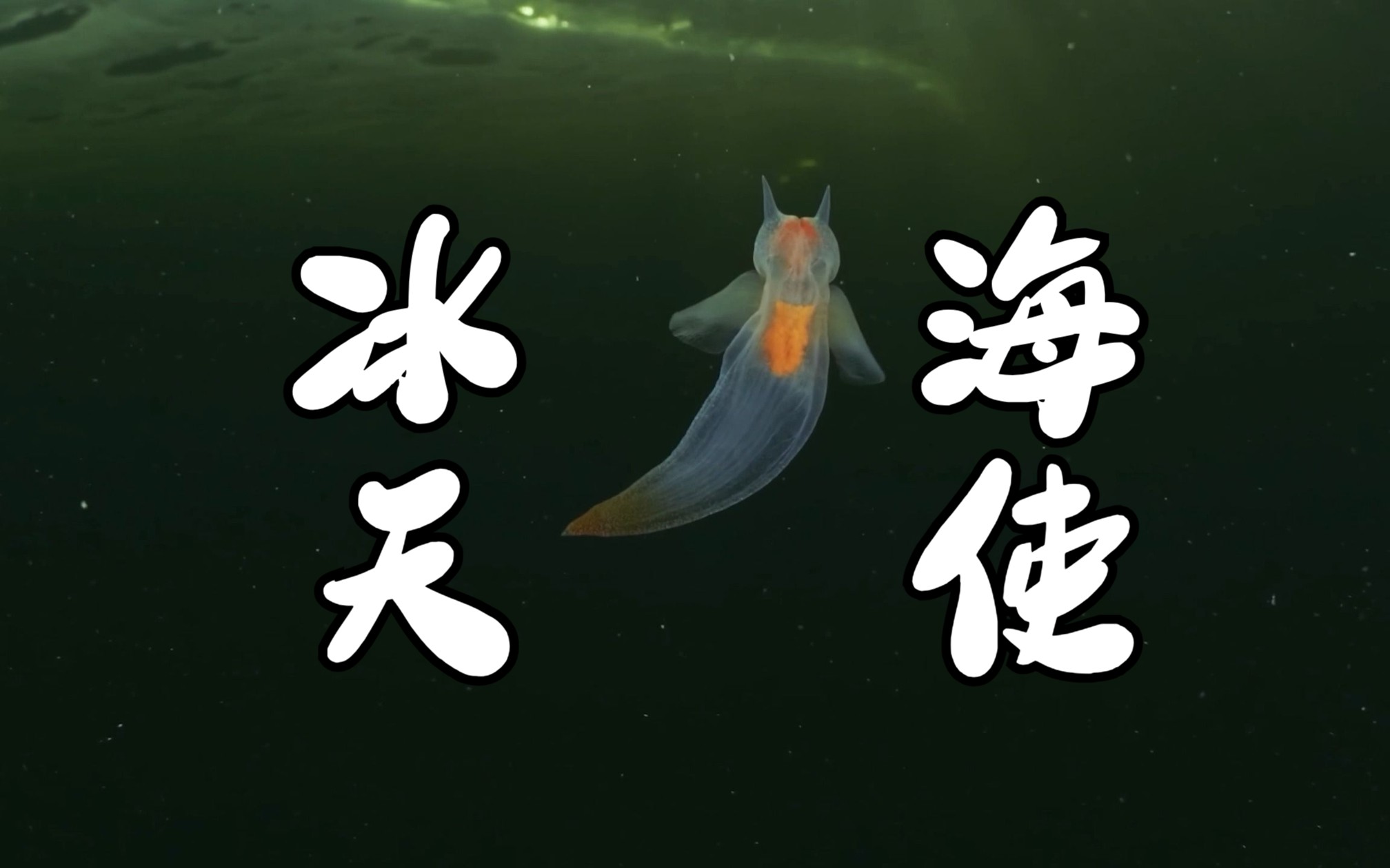 南极冰川的冰海天使