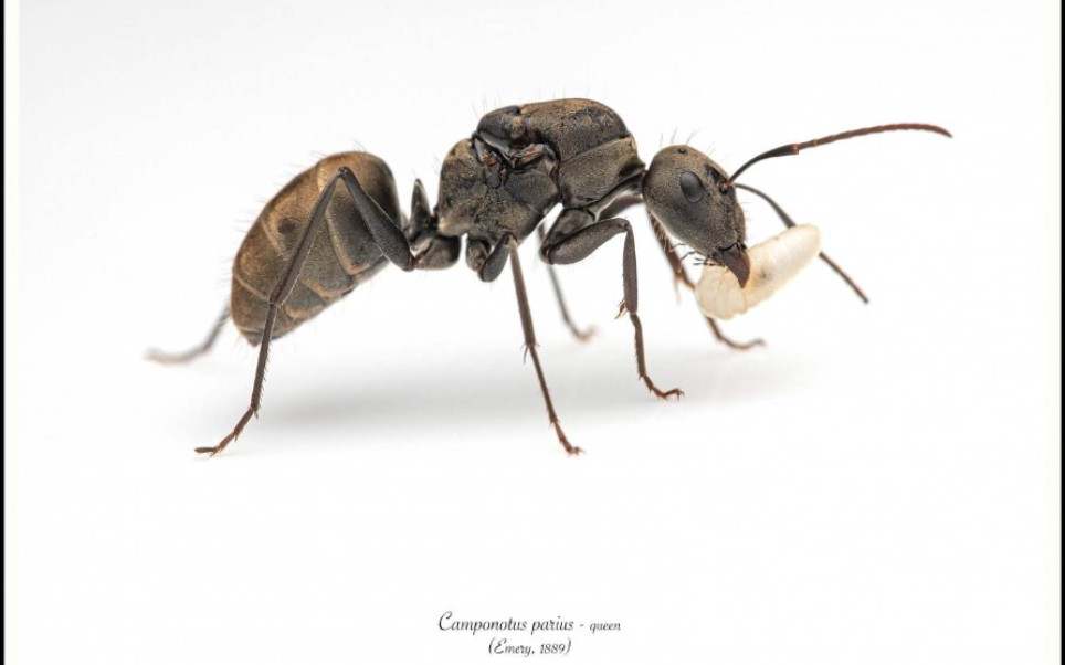 巴瑞弓背蚁记录—_哔哩哔哩_bilibili