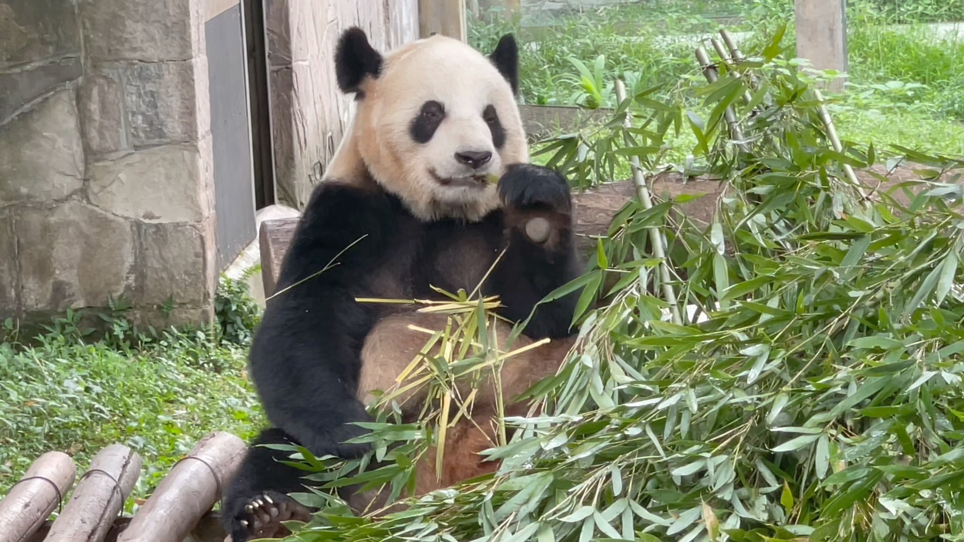 20230628 二顺吃播～ 妈妈幸苦啦～ 重庆动物园 大熊猫