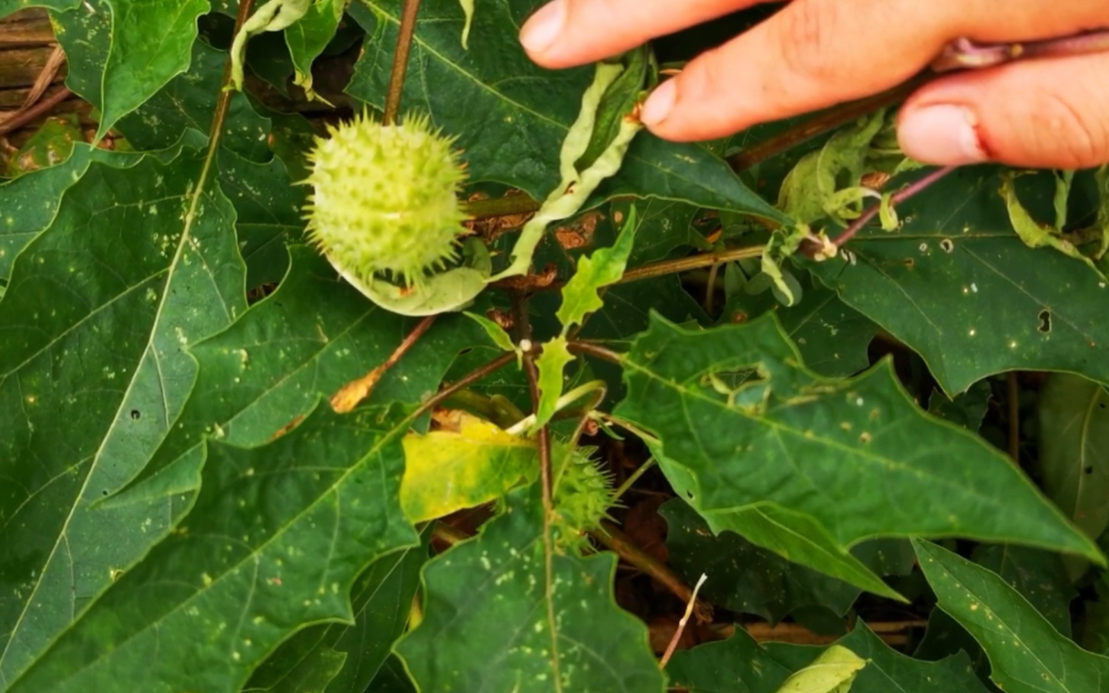 曼陀罗药用功效(曼陀罗:神秘的药用植物 | 丰富的功效与用途)