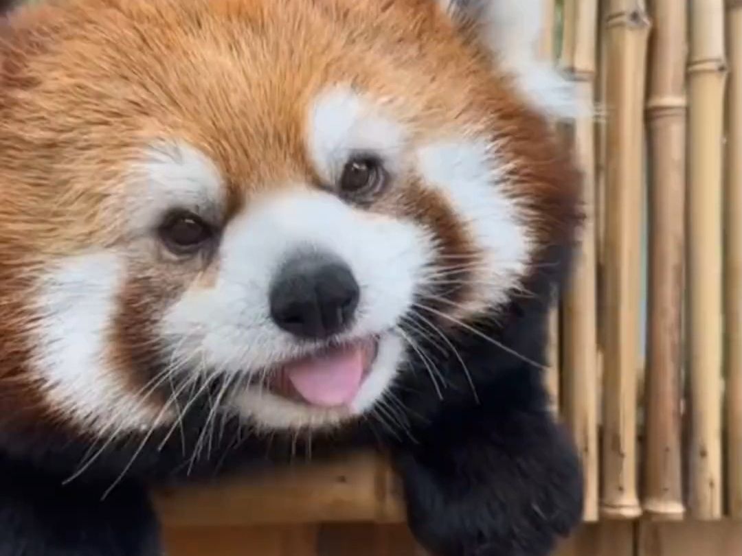 吐舌头的小熊猫简直要把人的心萌化了