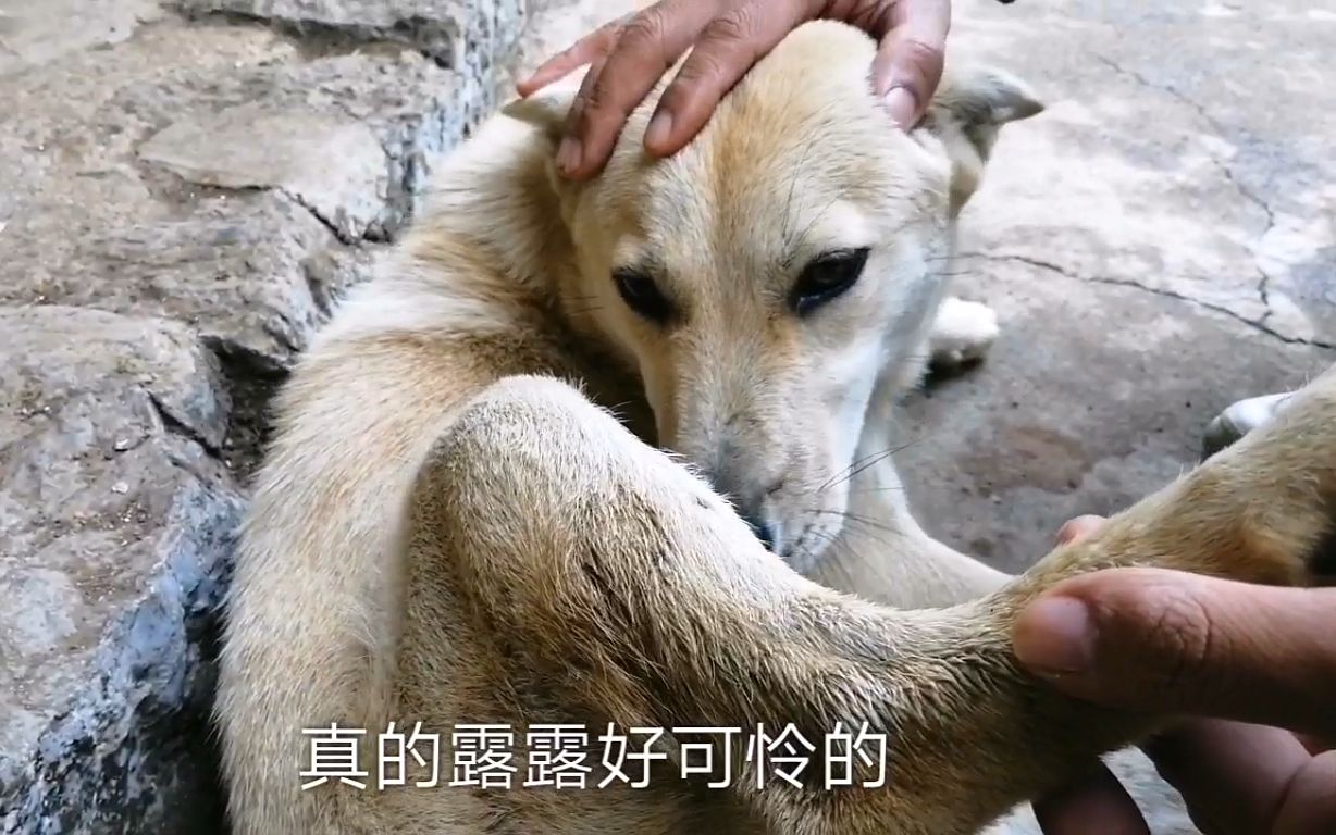 田园犬露露,被它妈妈咬伤了,腿上破一个洞,走路一