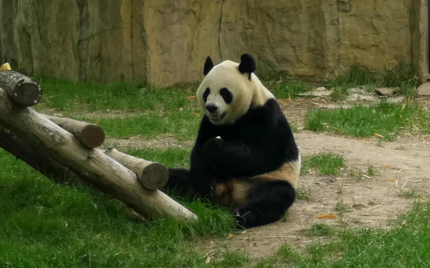 【大熊猫芊金】妹妹出场就不像大头那么横冲直撞的909090