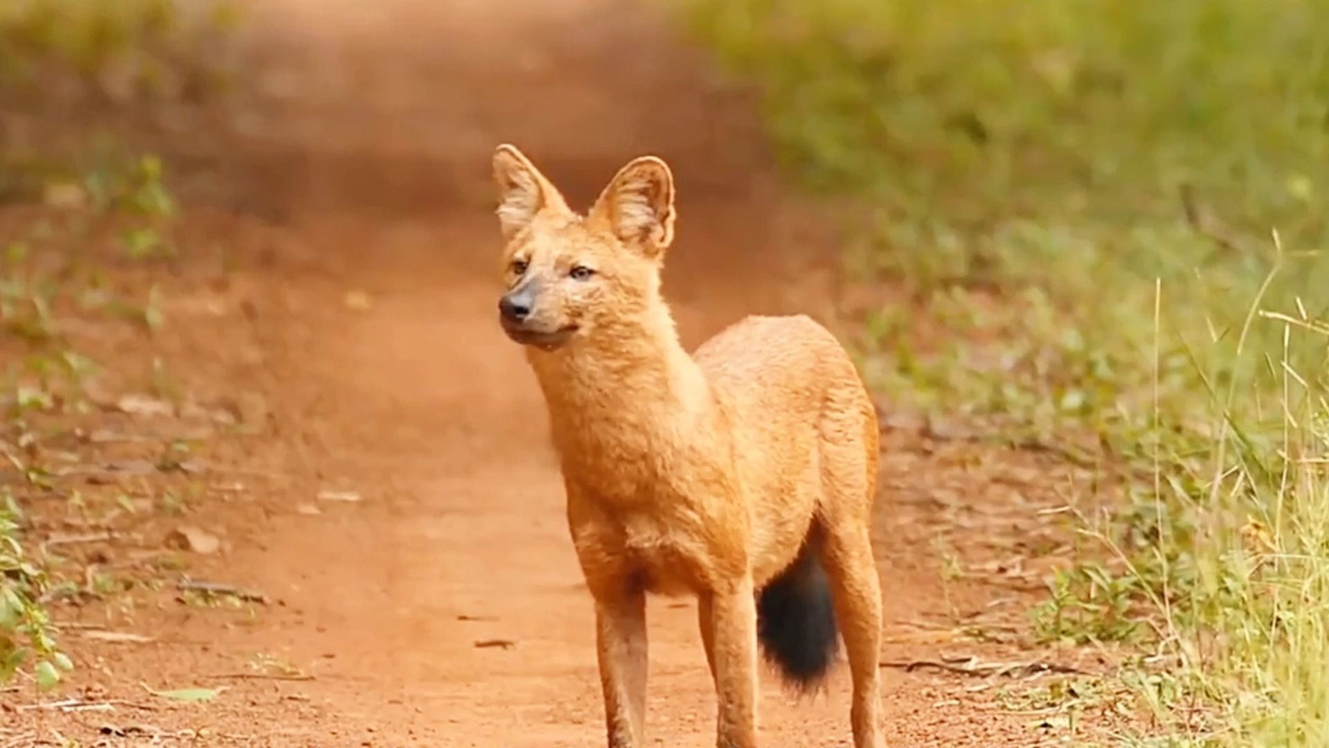豺有什么神秘之处?为何它的名字,能排在"狼虎豹"的前面