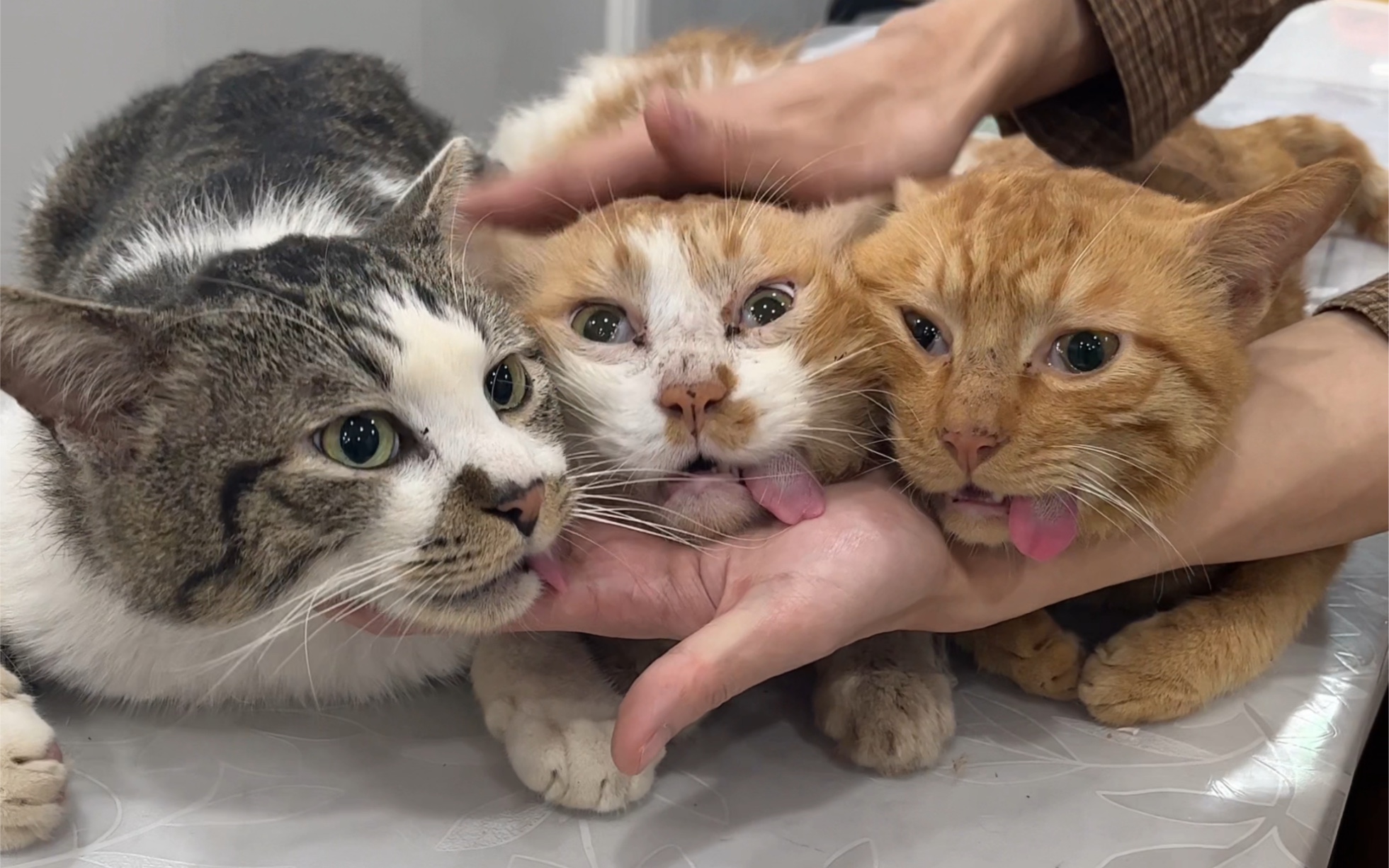 请求抓猫大队长大白出动!