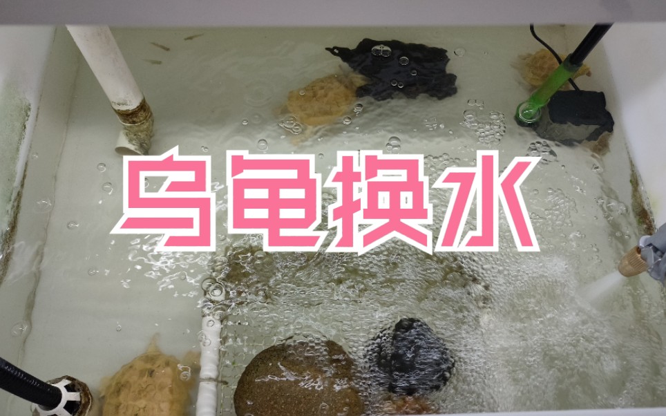 乌龟饲养经验分享换水