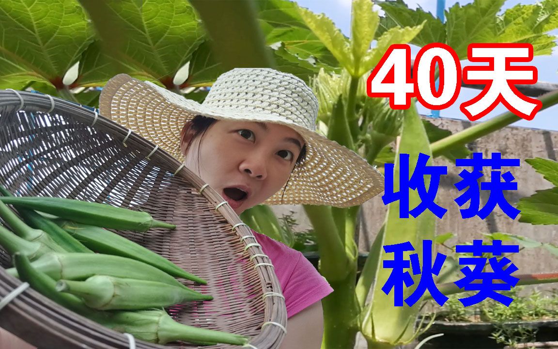 【城市天台种菜记】40天收获!一大波秋葵来袭!!最省心蔬菜!!哔哩哔哩bilibili