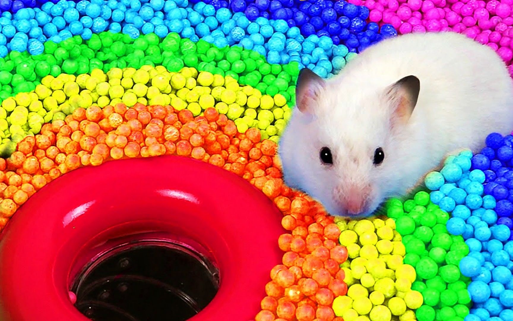 小仓鼠大冒险:挑战彩虹海洋球池陷阱迷宫,仓鼠势如破竹勇闯机关