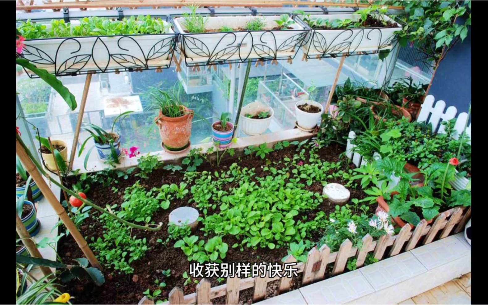 [图]九种适合阳台种植的蔬菜