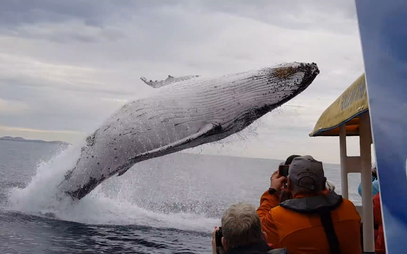 用传统手法捕鲸人,只凭借一个鱼叉捕鲸鱼,一条鲸鱼都吃两个月!