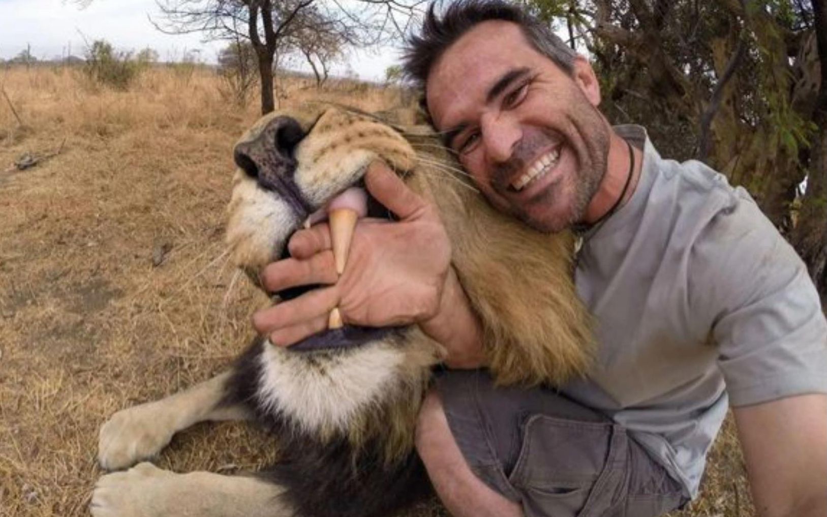 狮语者和狮子蹭头给狮王梳理鬃毛