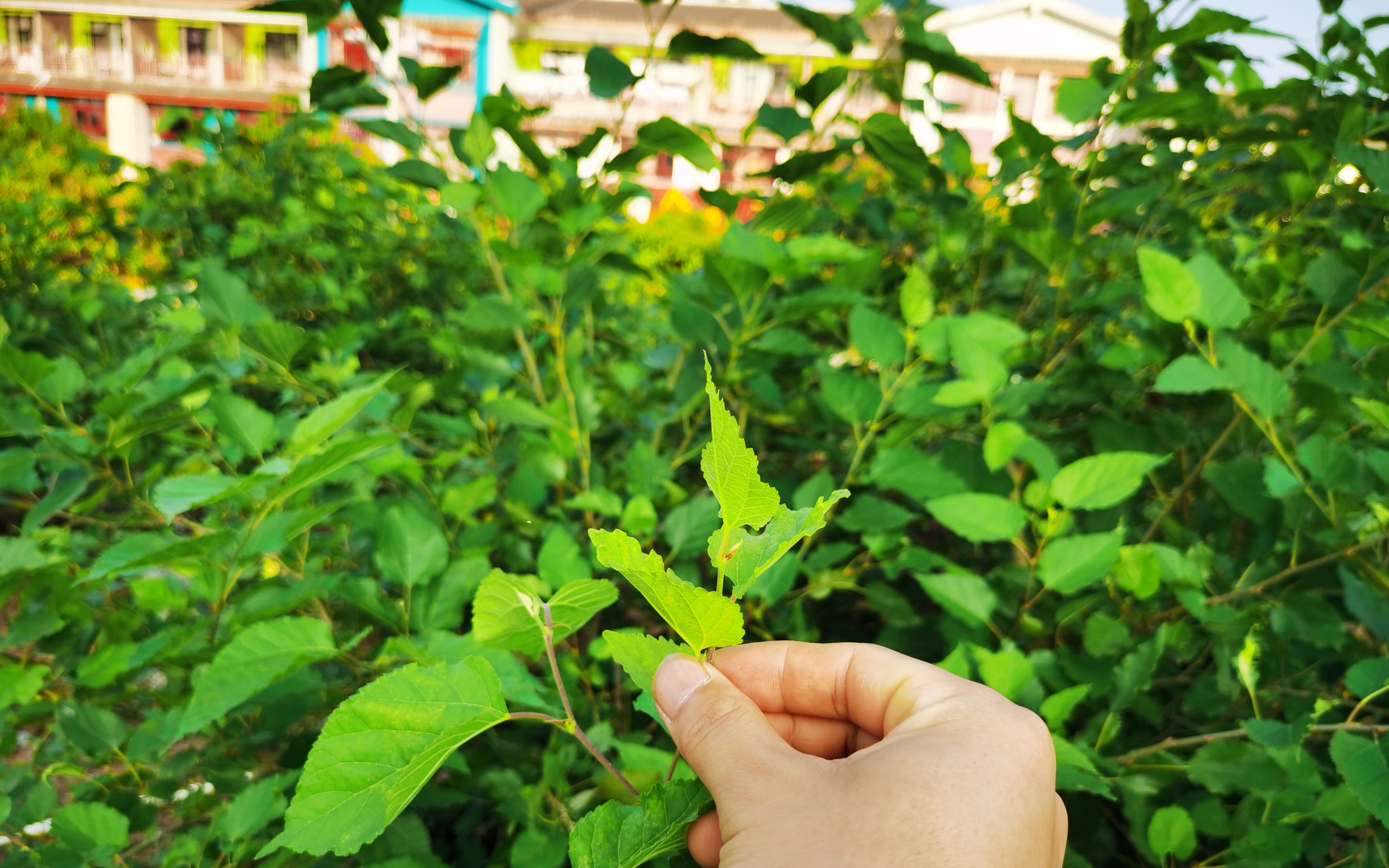 桑芽菜桑树苗大家吃过吗?教大家怎么做,今天来尝一下蚕宝宝吃的美食哔哩哔哩bilibili