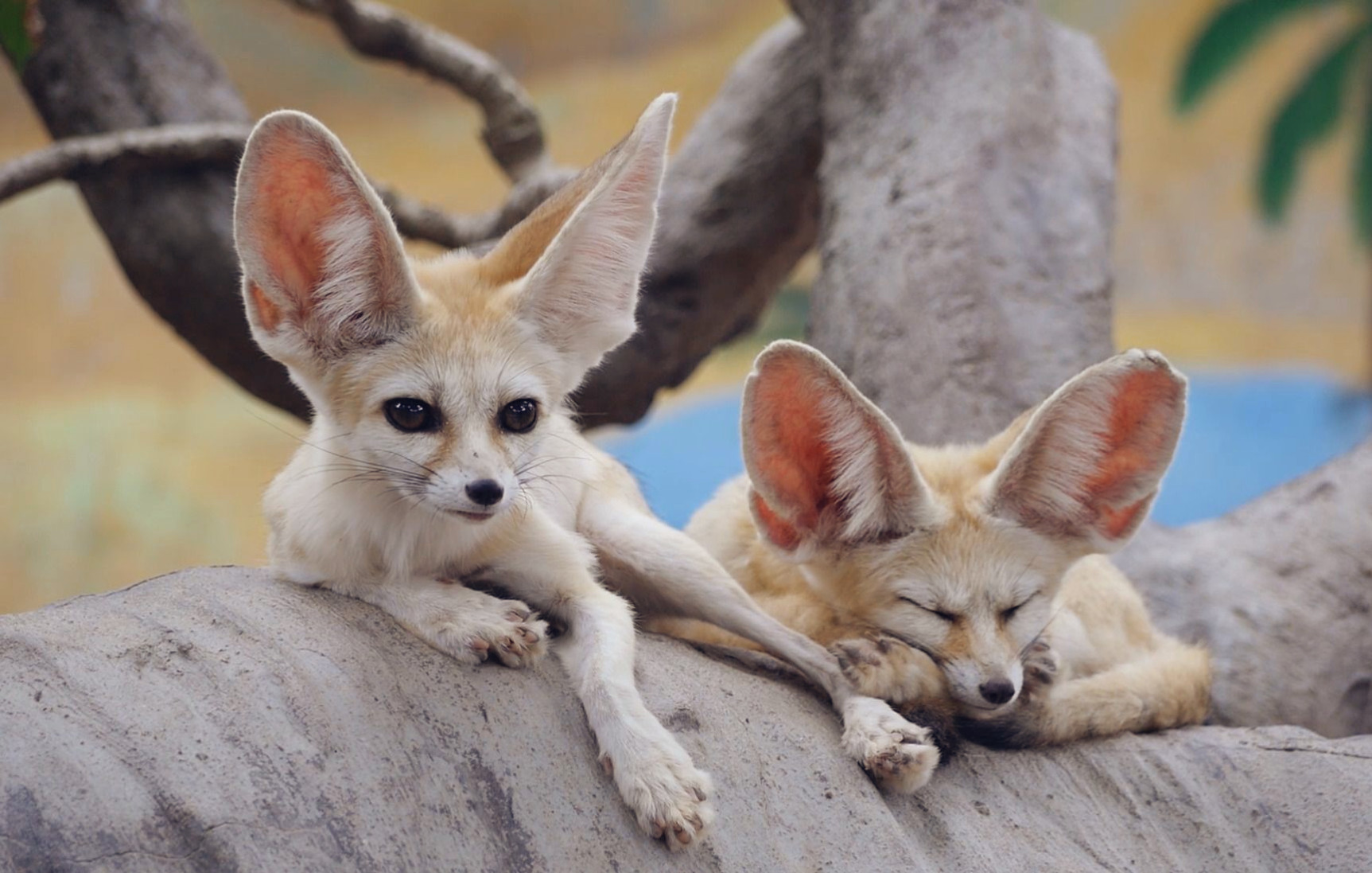 这个毛茸茸的枕头好舒服,有爱的小狐狸睡觉也要成双成对地腻歪在一起