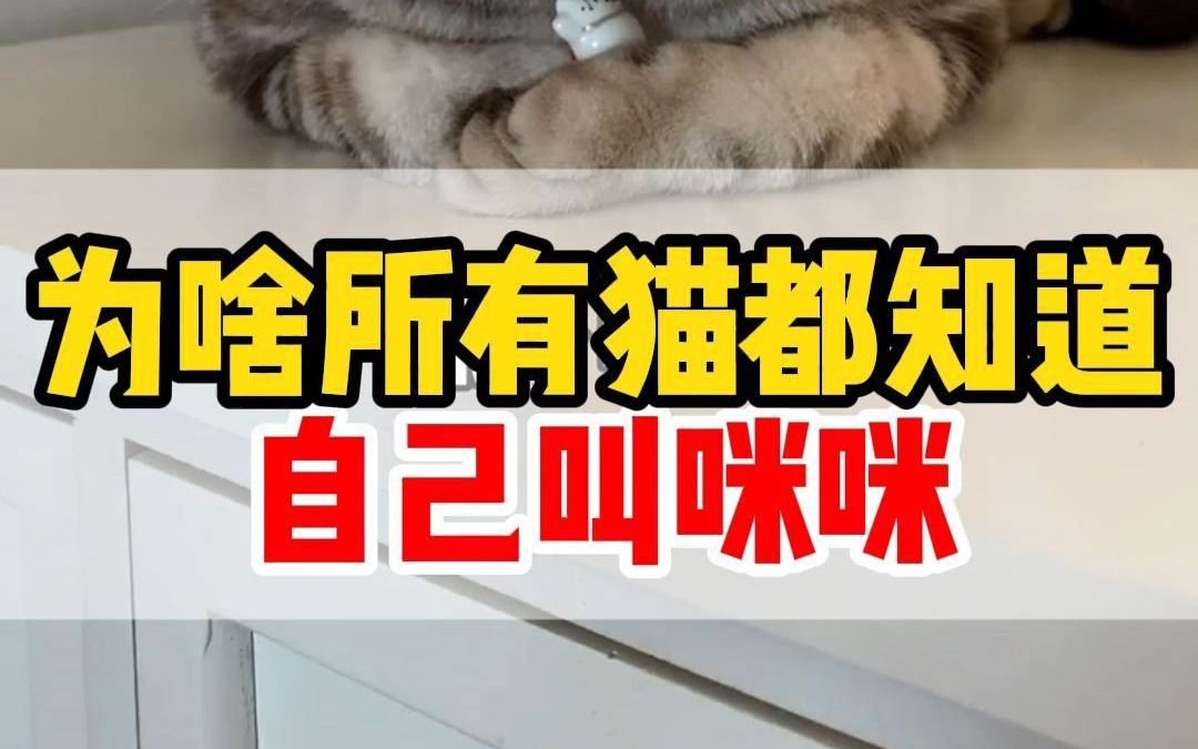 刀疤哥,这个两脚兽怎么叫你咪咪?哔哩哔哩bilibili