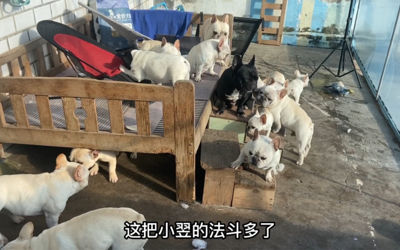 小伙养了20只法国斗牛犬,到哪都是一道靓丽的风景线,场面真壮观哔哩哔哩bilibili