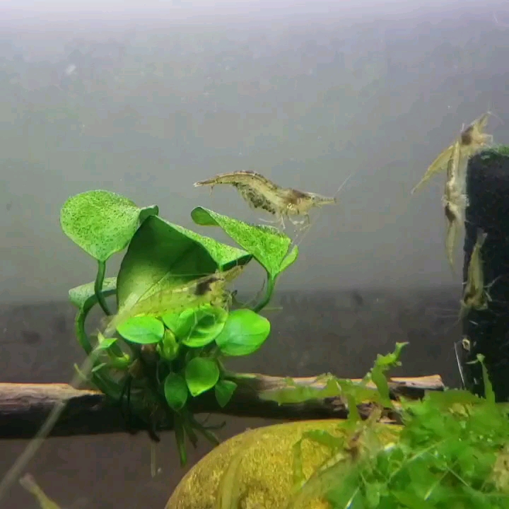 虾缸布景