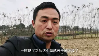 Descargar video: 养牛如何种植牧草？皇竹草过冬留多长会好点？