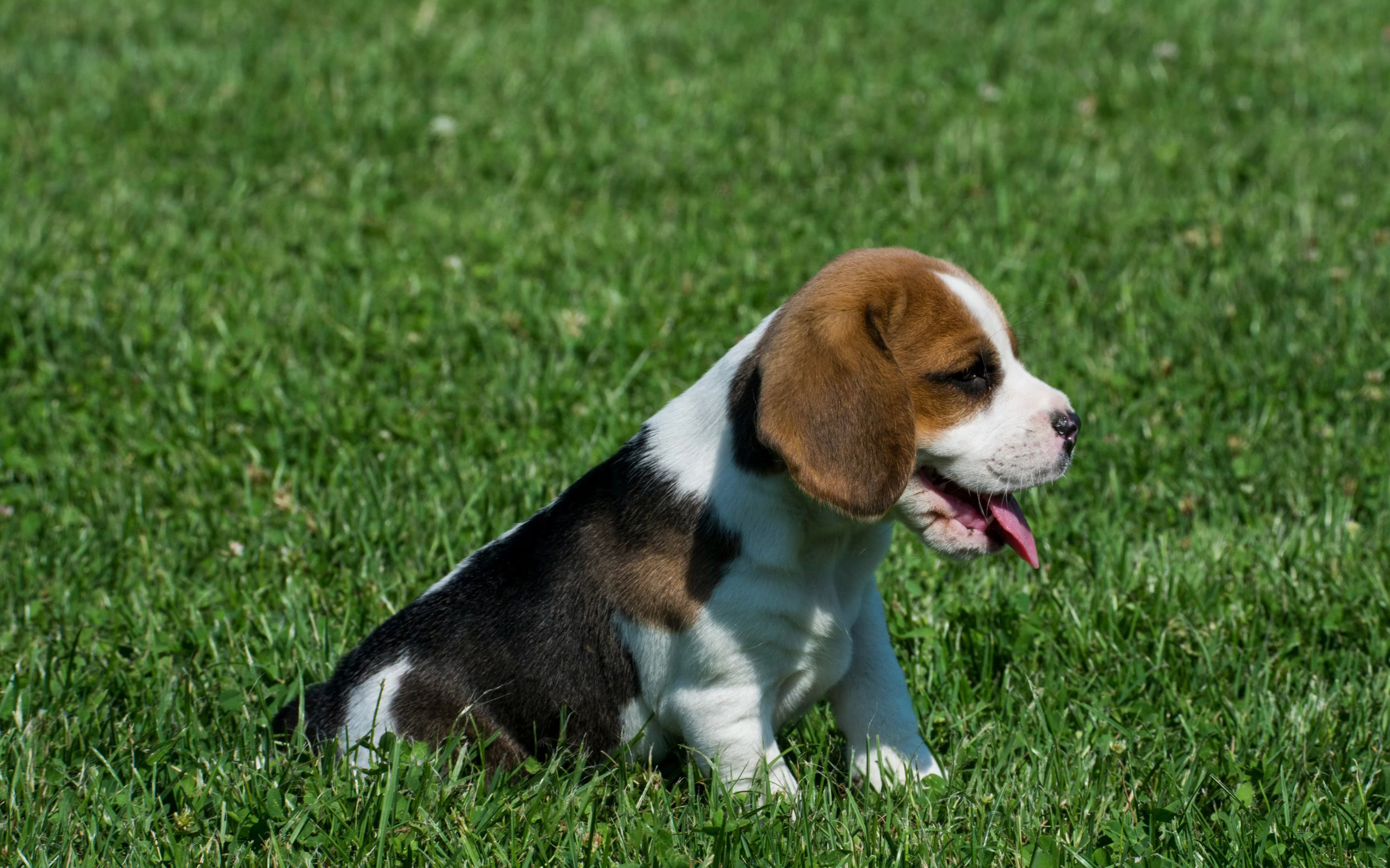 为什么比格犬吃比菜,如何阻止