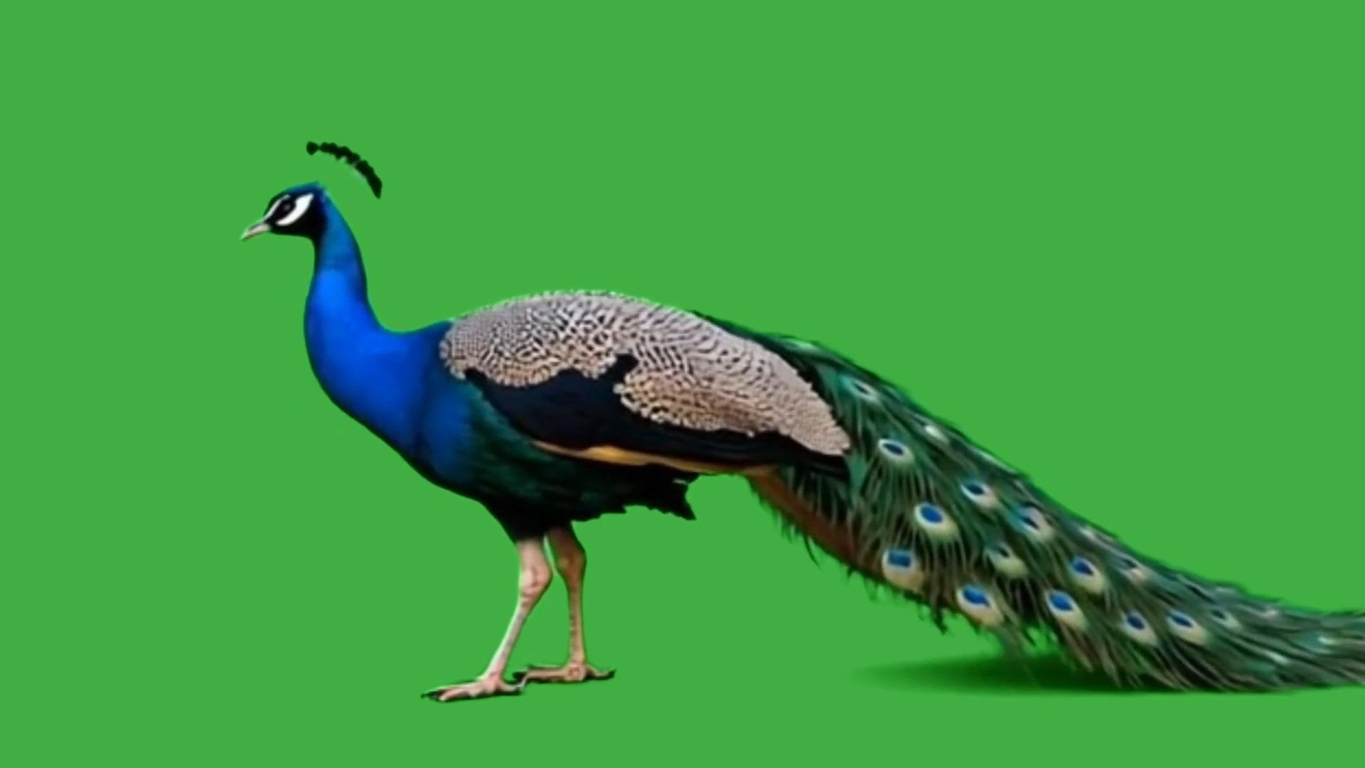绿幕视频素材孔雀