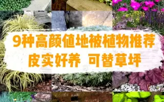 植物推荐 搜索结果 哔哩哔哩 Bilibili