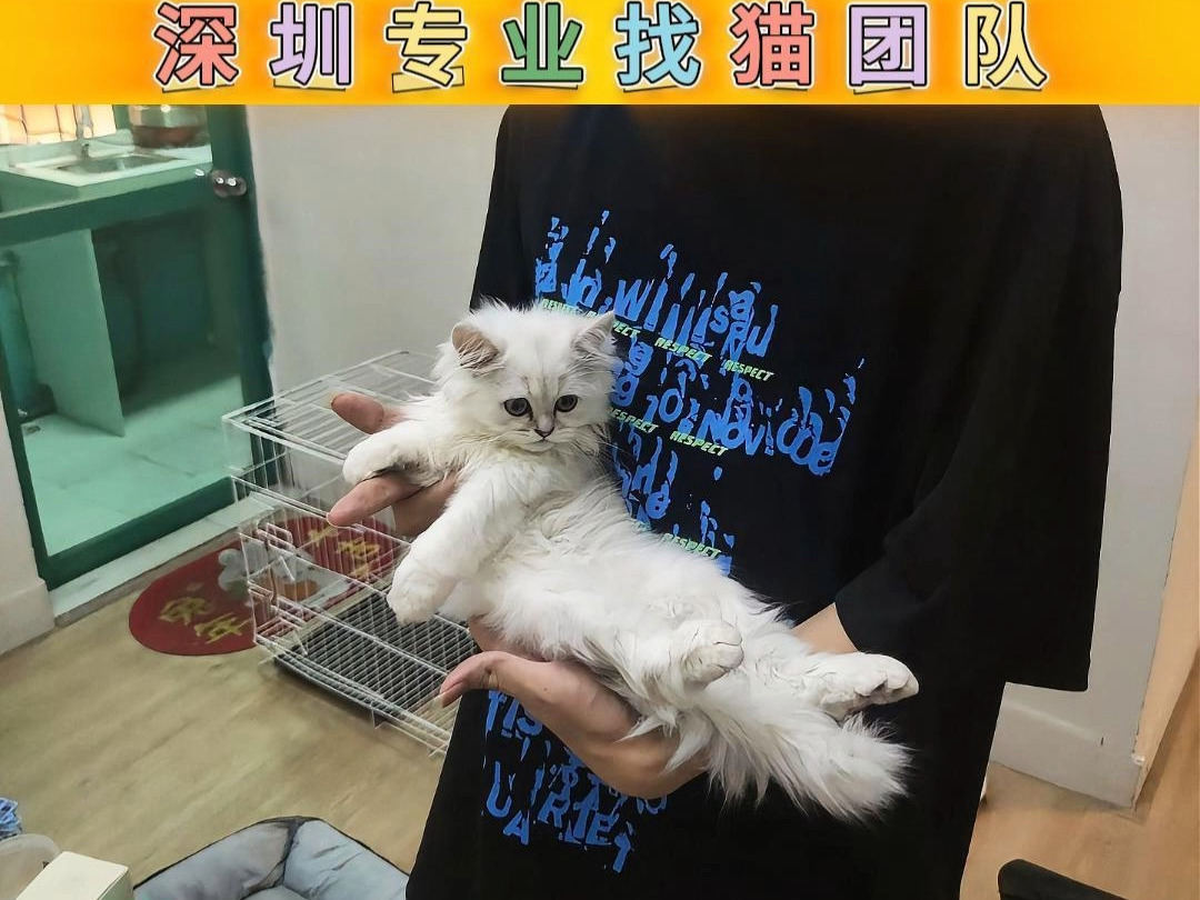 深圳找猫团队 成功找回 三个月大的小奶猫哔哩哔哩bilibili