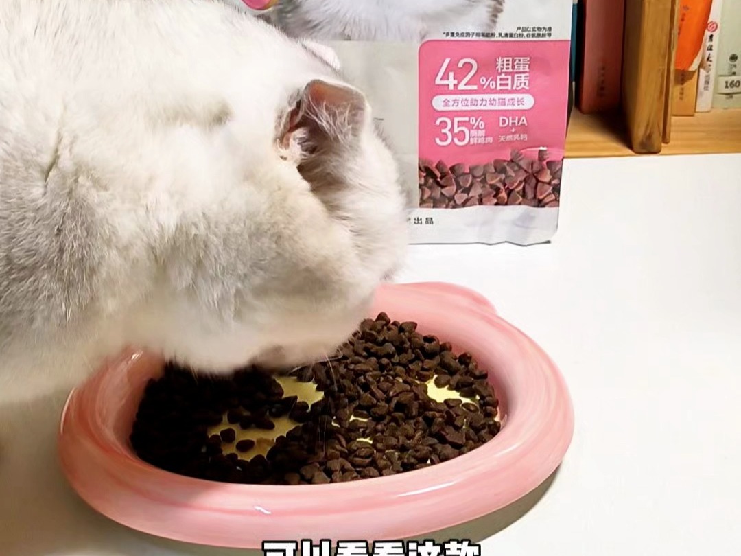 家里有小猫的,可以看这款网易严选幼猫猫粮哔哩哔哩bilibili