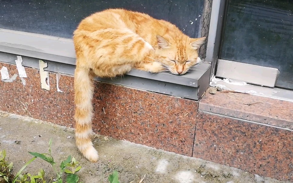 校园流浪猫之蹲图书馆de大橘_哔哩哔哩_bilibili