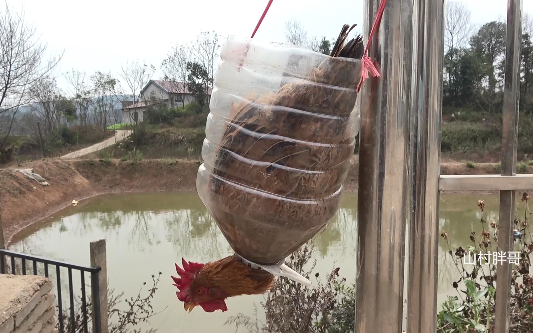 胖哥不花1分钱自制杀鸡神器,杀鸡瞬间变轻松,真是简单又实用哔哩哔哩bilibili