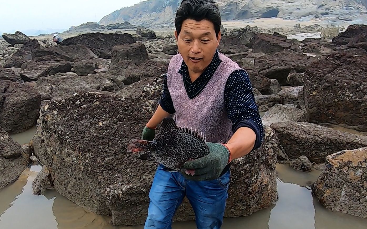 退大潮阿阳赶海碰碰运气,找找水坑搁浅的海鲜,还真的摸到大货了