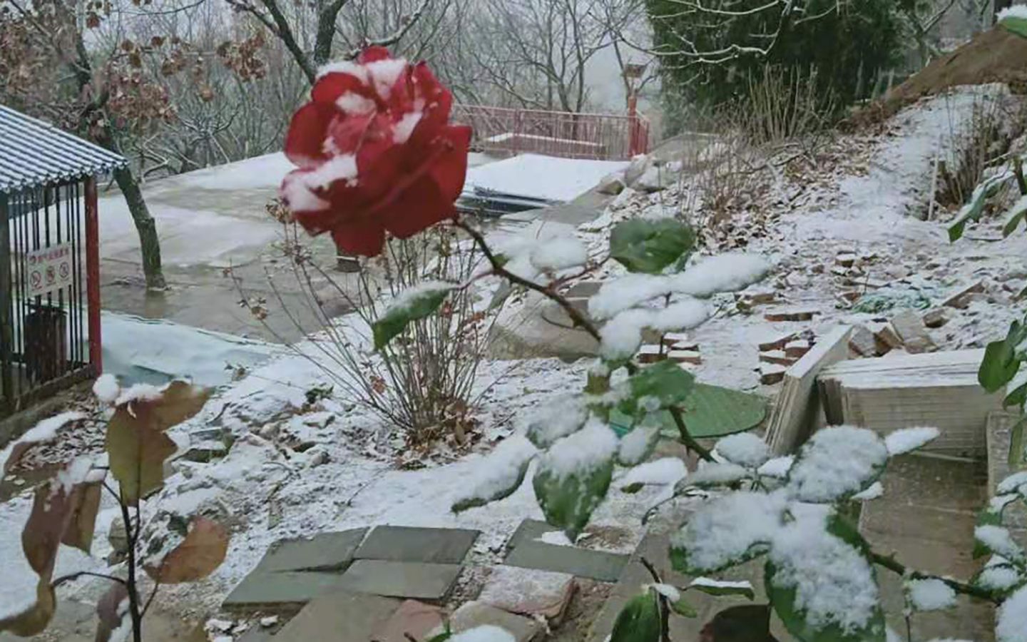 初雪即将到货!今晨北京多区出现降雪 预计9时前后影响城区哔哩哔哩bilibili