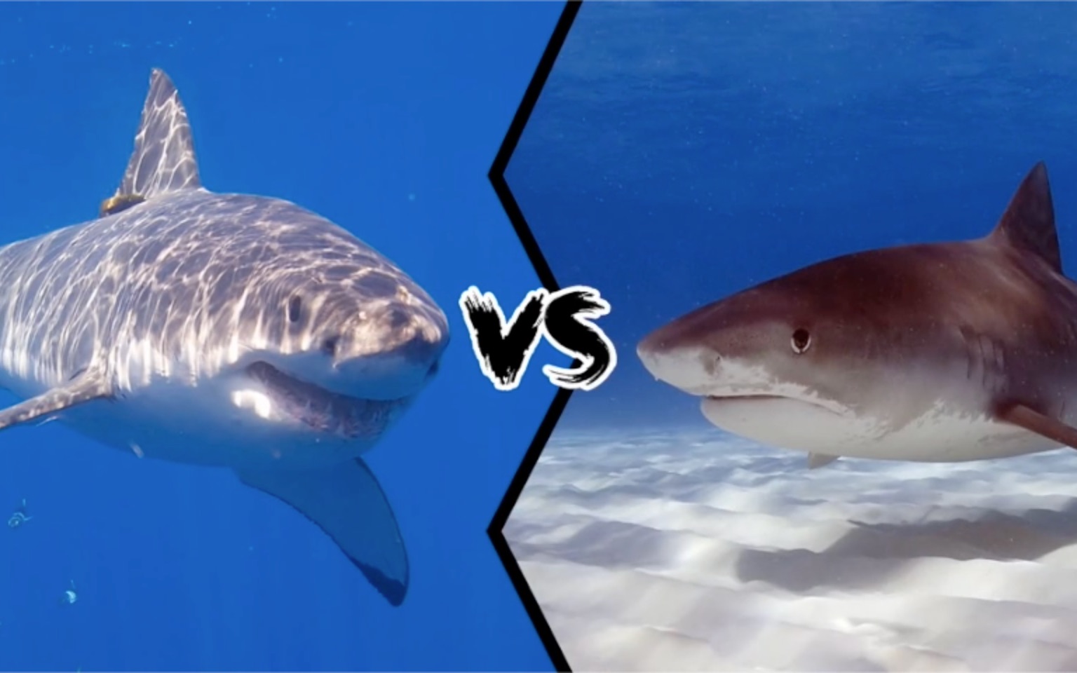 [图]Who Would Win | Great White Shark vs Tigershark