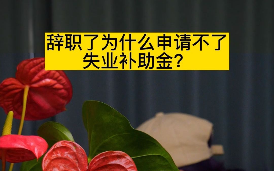 辞职了为什么申请不了失业补助金?哔哩哔哩bilibili