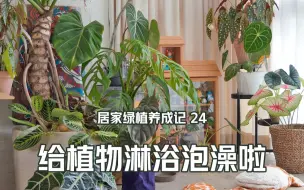 下载视频: 植物多了怎么浇水？试试给绿植集中淋浴泡澡