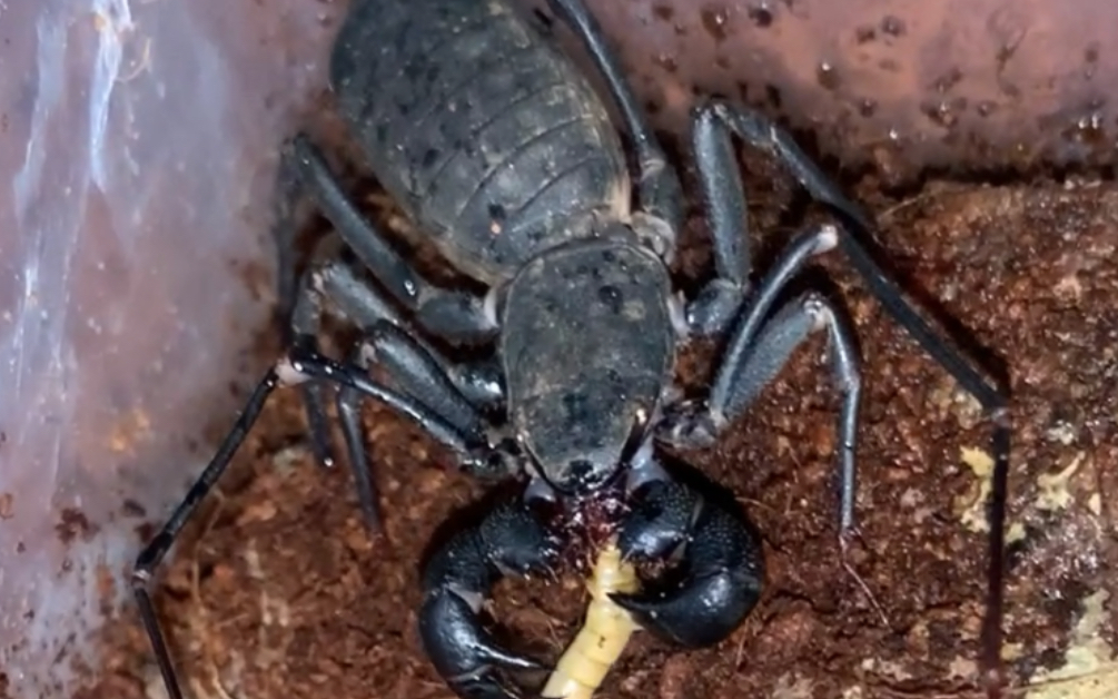 【中华盾鞭蝎】疯子的扑食