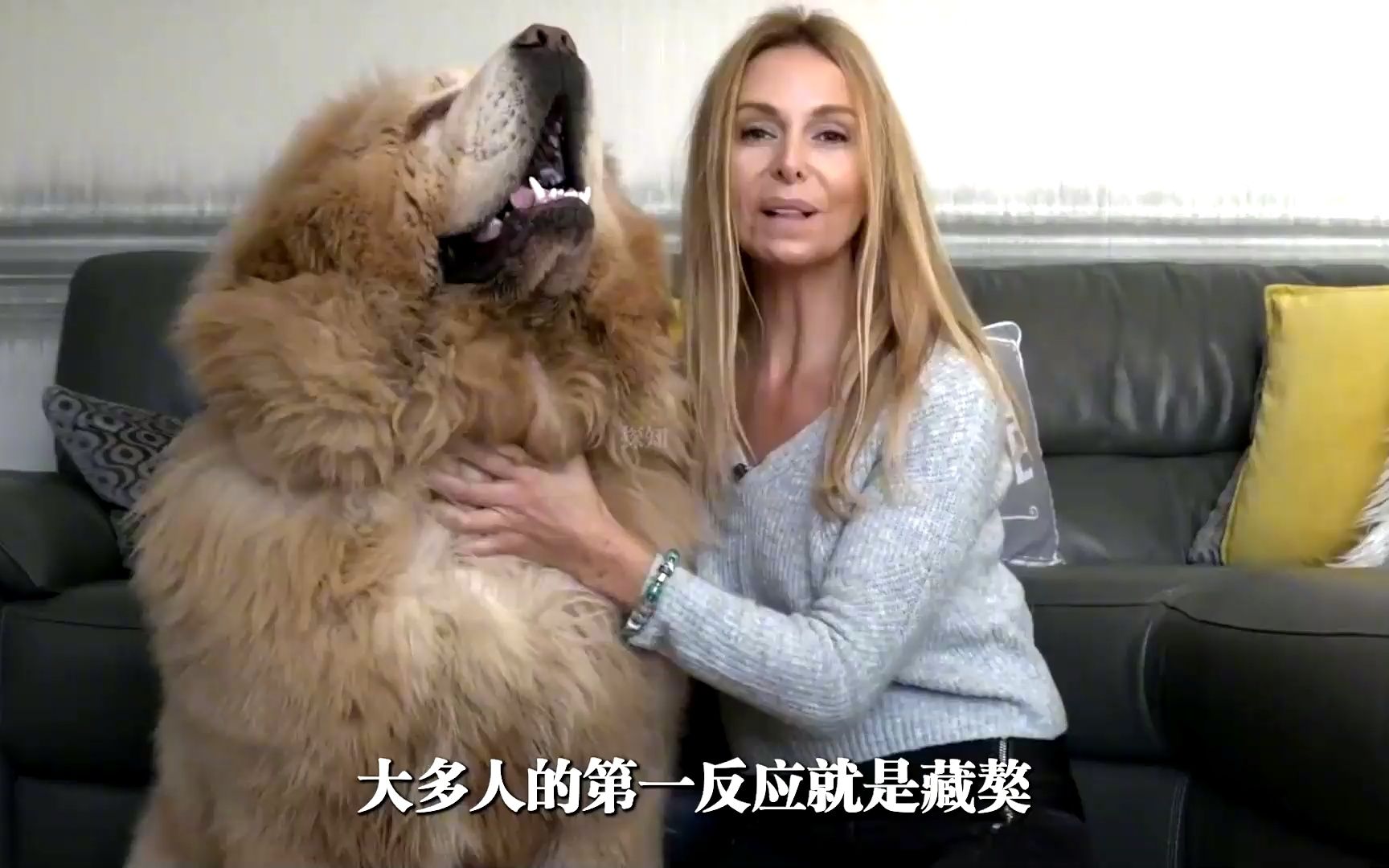 你见过这么大的狗吗?六种巨型犬大盘点,你都知道哪几个?哔哩哔哩bilibili