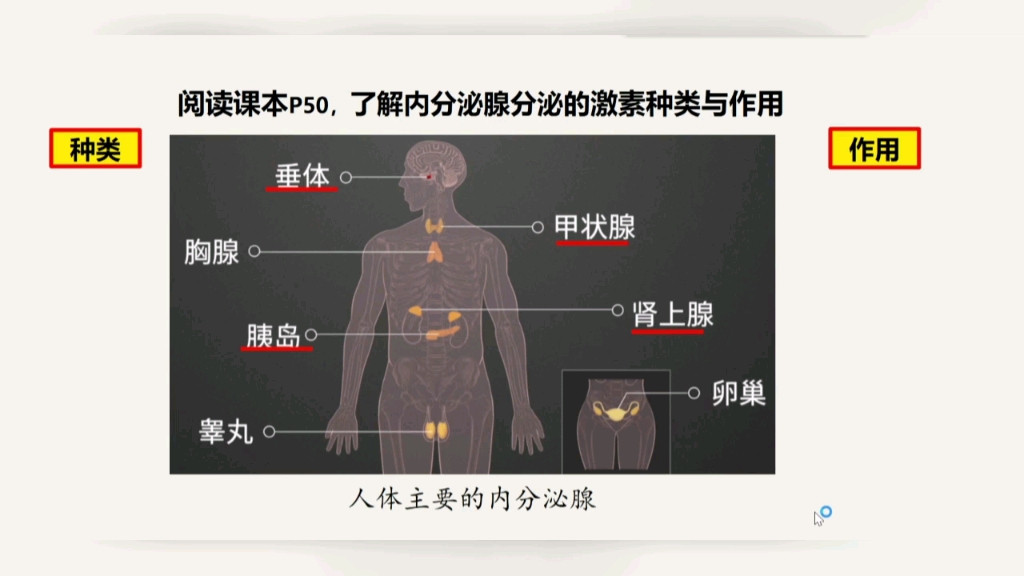 人体激素的种类与作用哔哩哔哩bilibili