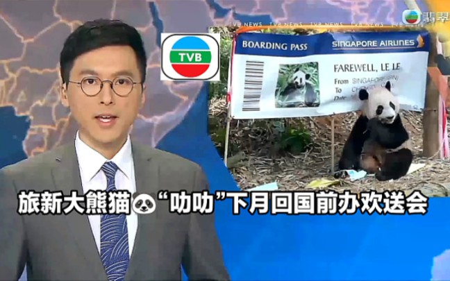 【TVB翡翠台】简报:旅新大熊猫“叻叻”下月回国前办欢送会哔哩哔哩bilibili