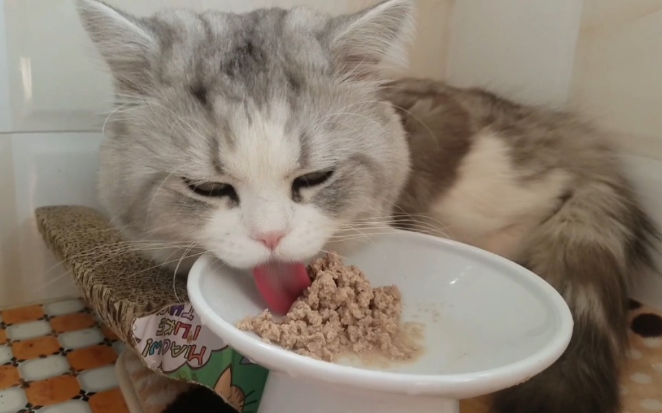 没见过这么懒得猫,吃饭送嘴角躺着吃.自己惯的主子自己高兴嘿嘿.