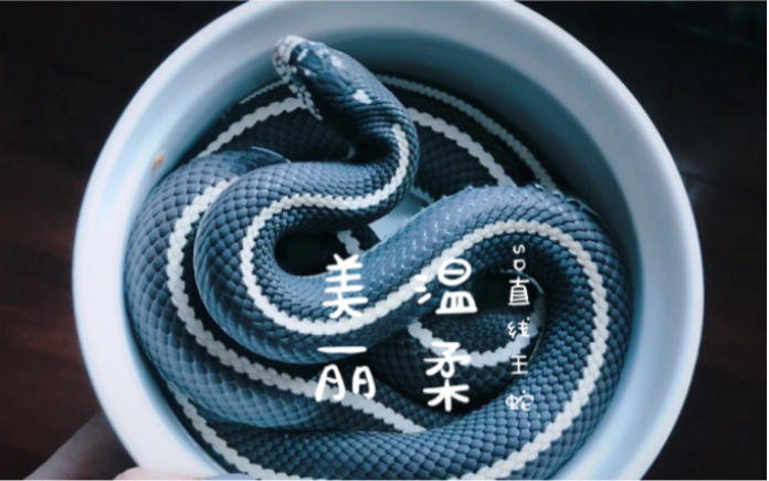 sd直线王蛇图片