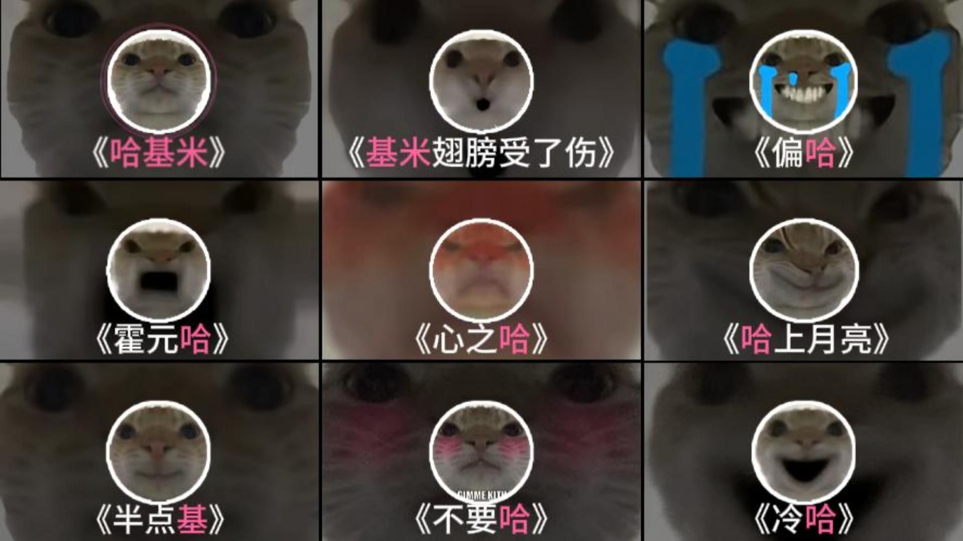 《哈基米の音乐合集》“全体欣赏音乐！"