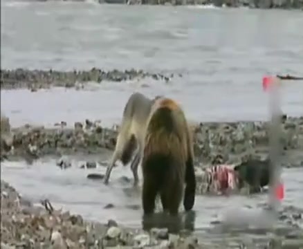 [图]狼群抢夺棕熊的食物，人海战术果然奏效